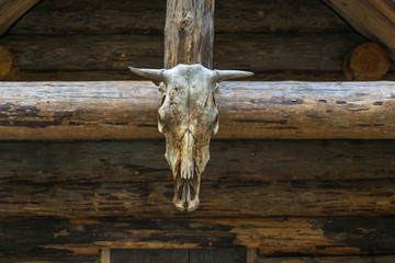 Skull of animal on the wooden background, head of cow