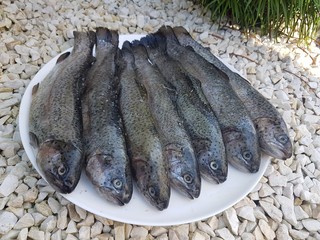 Chorwacja wyspa Hvar ryba