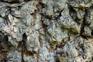 tree bark texture