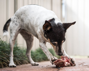 Fox terrier dog chewing bone