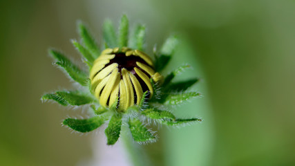 Цветок на зелёном фоне