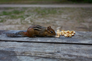 chipmunk is eating peanuts