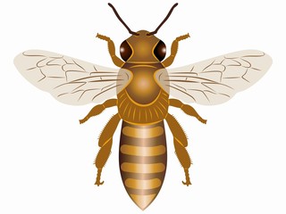 illustration of bee , vector draw