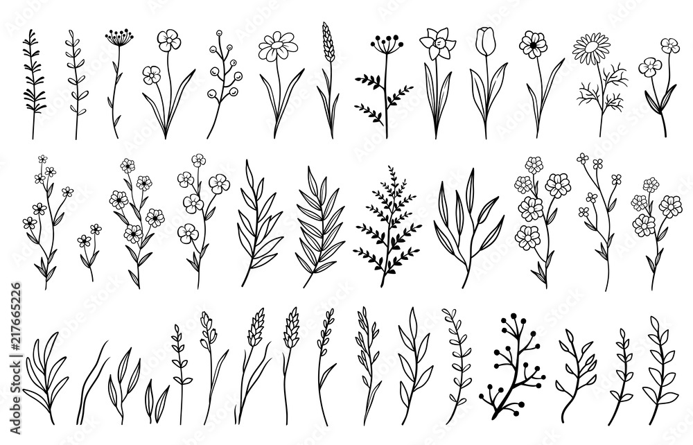 Wall mural hand drawn isolated flowers and herbs