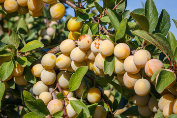 Mirabelle (Prunus domestica subsp. syriaca)
