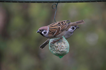 Feldsperling oder Feldspatz (Passer montanus) am Meisenknödel