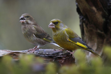 Fototapeta premium Grünfink (Chloris chloris) bei Sommerfütterung im Garten