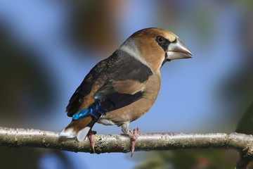 Kernbeißer (Coccothraustes coccothraustes)