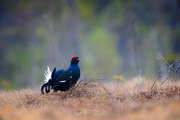  Norwegian black grouse at lek in spring