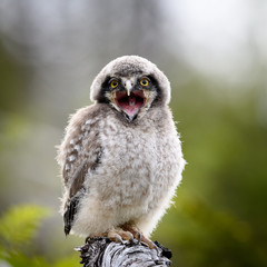 Young hawk owl (Surnia ulula) in Dalen, Telemark, Norway