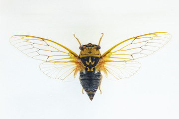 Specimen of cicada on white background.
