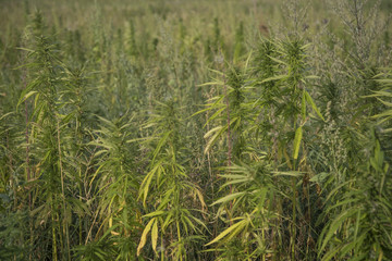fields of industrial hemp in Estonia