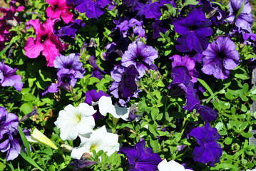 Petunia grandiflora pink, white and dark purple flowers, top view