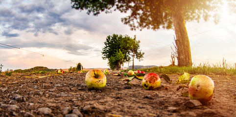 Überreife Äpfel fallen vom Baum und liegen auf Boden 