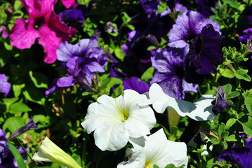 Petunia grandiflora pink, white and dark purple flowers, top view background close up detail