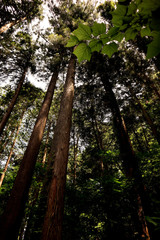 Forest Hiking at Arashi-yama Mountain, at Takao.