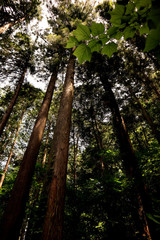 Obraz premium Forest Hiking at Arashi-yama Mountain, at Takao.