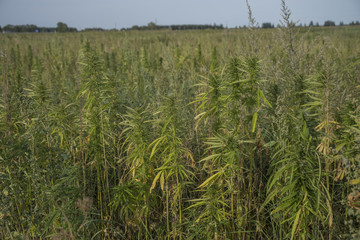 fields of industrial hemp in Estonia