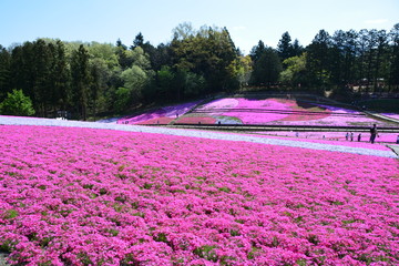 Fototapeta na wymiar 埼玉県の羊山公園の芝桜