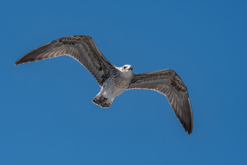 Obraz premium JuvenileYellow-legged gull (larus michahellis) in flight on blue sky