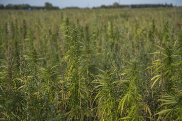 fields of industrial hemp in Estonia