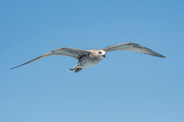 Detailed portrait of  Juvenile Yellow-legged gull (larus michahellis)