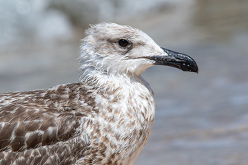 Detailed portrait of  Juvenile Yellow-legged gull (larus michahellis)