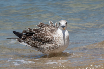 Detailed portrait of  Juvenile Yellow-legged gull (larus michahellis)