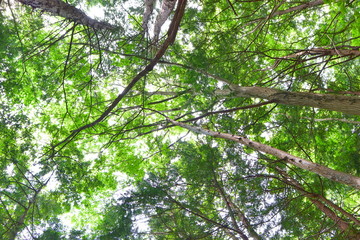Forest Hiking at Arashi-yama Mountain, at Takao.
