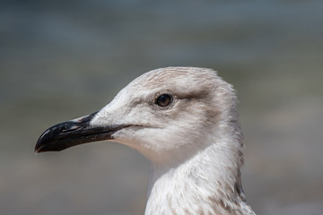 Detailed portrait of  Juvenile Yellow-legged gull (larus michahellis)