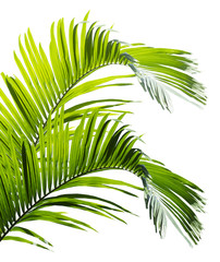 Feuille de palmier vert isolé sur fond blanc