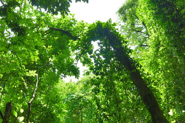 Forest Hiking at Arashi-yama Mountain, at Takao.