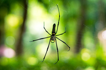 black spider on spider web in green park background