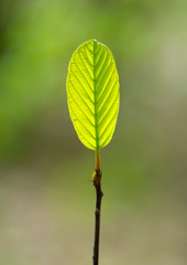 Green spring leaf