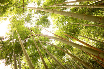 Looking up the Bamboo Forest, at Takao.