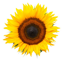 Obraz premium Sunflower Isolated on White Background