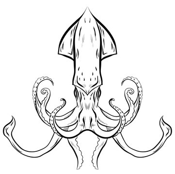 Contour black and white illustration of squid. The object is separate from the background. Linear illustration for printing on T-shirts, covers, sketches of tattoos and your design.