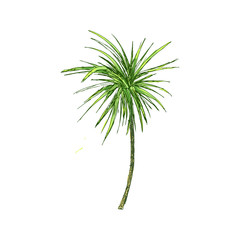 Isolated coconut or queen palm tree with leaves. Beach and rainforest, desert coco flora. Foliage of subtropical fern. Green palmae or jungle arecaceae.Island climate,botany, environment theme