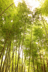  Looking up the Bamboo Forest, at Takao.