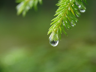 Reflection of the forest in the raindrop