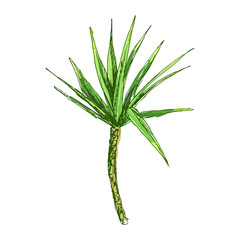 Isolated coconut or queen palm tree with leaves. Beach and rainforest, desert coco flora. Foliage of subtropical fern. Green palmae or jungle arecaceae.Island climate,botany, environment theme