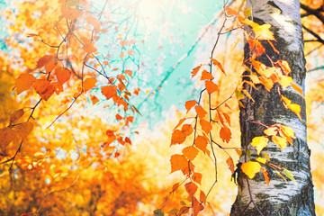 Autumn foliage of a birch in the forest in rays of sunlight. bright yellow and orange birch leaves in autumn park with soft focus close-up. Autumn Trees Leaves in vintage color.