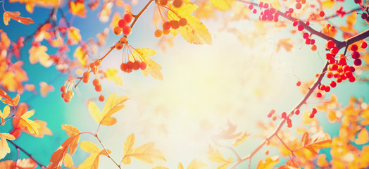 Fototapeta na wymiar Colorful foliage in autumn park, panoramic background nature with orange autumn berries glows in sun on background of turquoise sky, soft focus, copy space. Autumn leaves in vintage color.