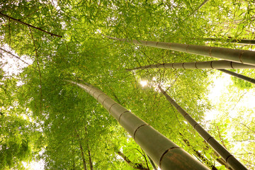  Looking up the Bamboo Forest, at Takao.