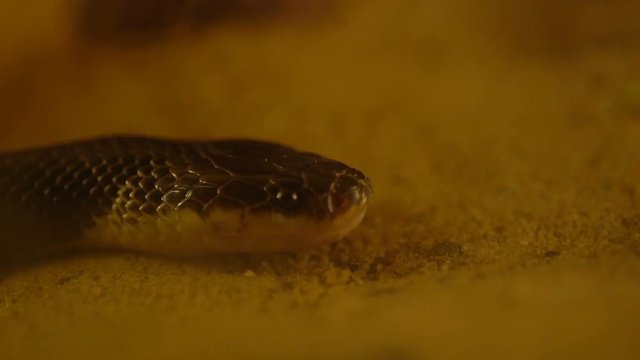 slow-motion of Close up Blue Krait snake ( Bungarus candidus)