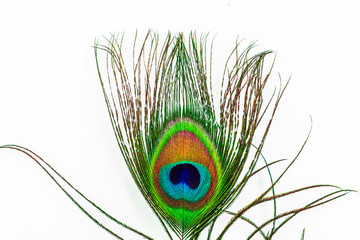 photo of peacock tail feather