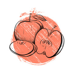 Black and white engraved illustration of apples with grunge colored dot. Hatched drawing.  Contour illustration for the menu, recipes, postcards and your creativity.