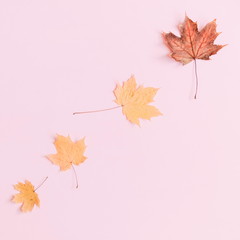 Autumn composition. Pattern made of dried autumn maple leaves on a pastel pink background. Autumn background. Flat lay, top view, copy space, square 