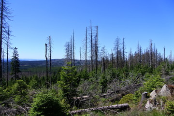 Tote Bäume auf dem Brocken im Harz