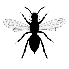 isolated, beetle silhouette black and white